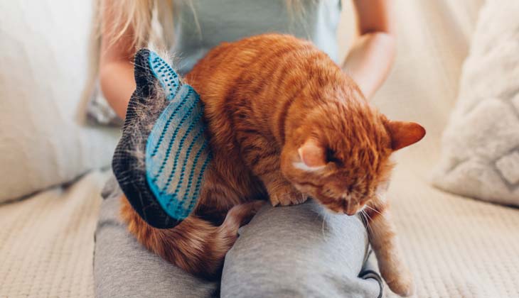periajul pisicii cu mănușă pentru a îndepărta părul animalelor de companie