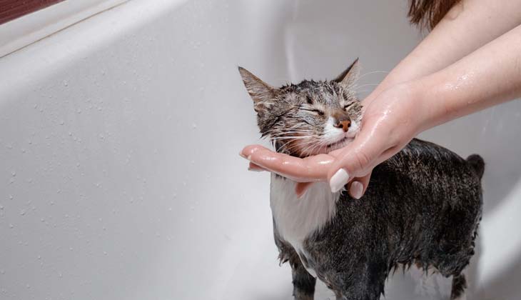 pisica fericită se spală în baie
