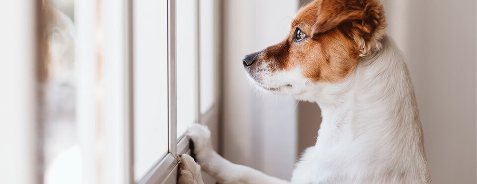 Cum să preveniți problemele de anxietate de separare ale câinelui dumneavoastră 