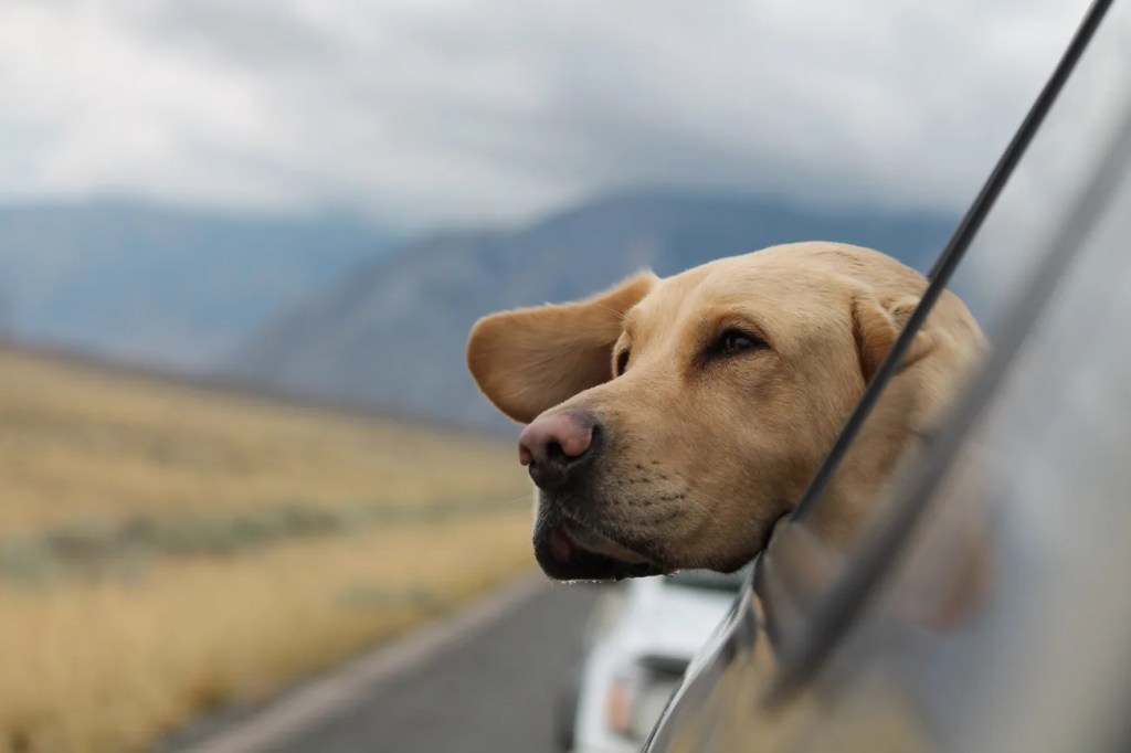 geamul mașinii pentru câini