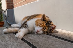 Epuizarea termică a pisicilor