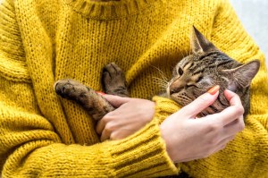 Portretul unei pisici în mâinile proprietarului. Căpușe pe pisici
