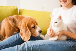 beagle și pisică cu proprietar de animal de companie