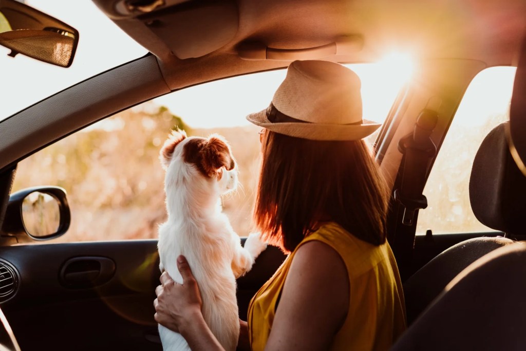 stăpânul de câine și animal de companie se uită pe fereastră în mașină