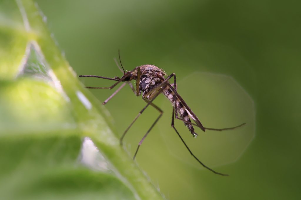 mosquito closeup