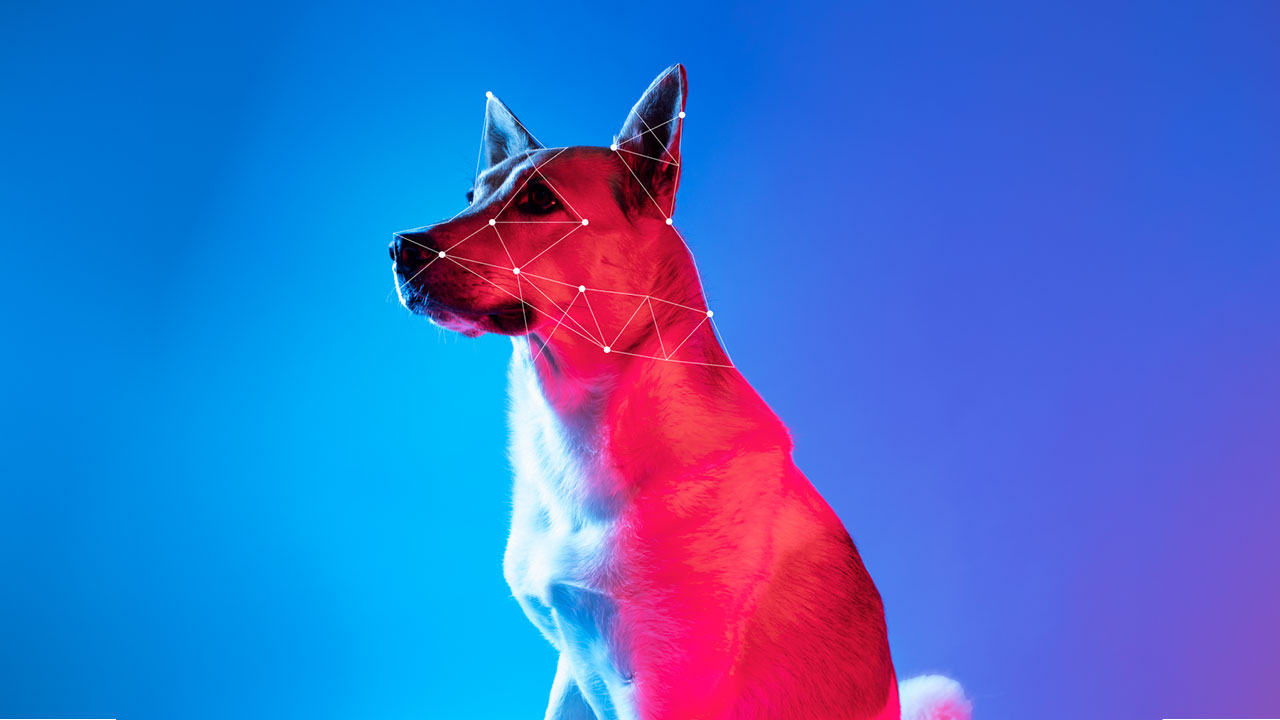 Tehnologia pentru animale: tot ce trebuie să știți