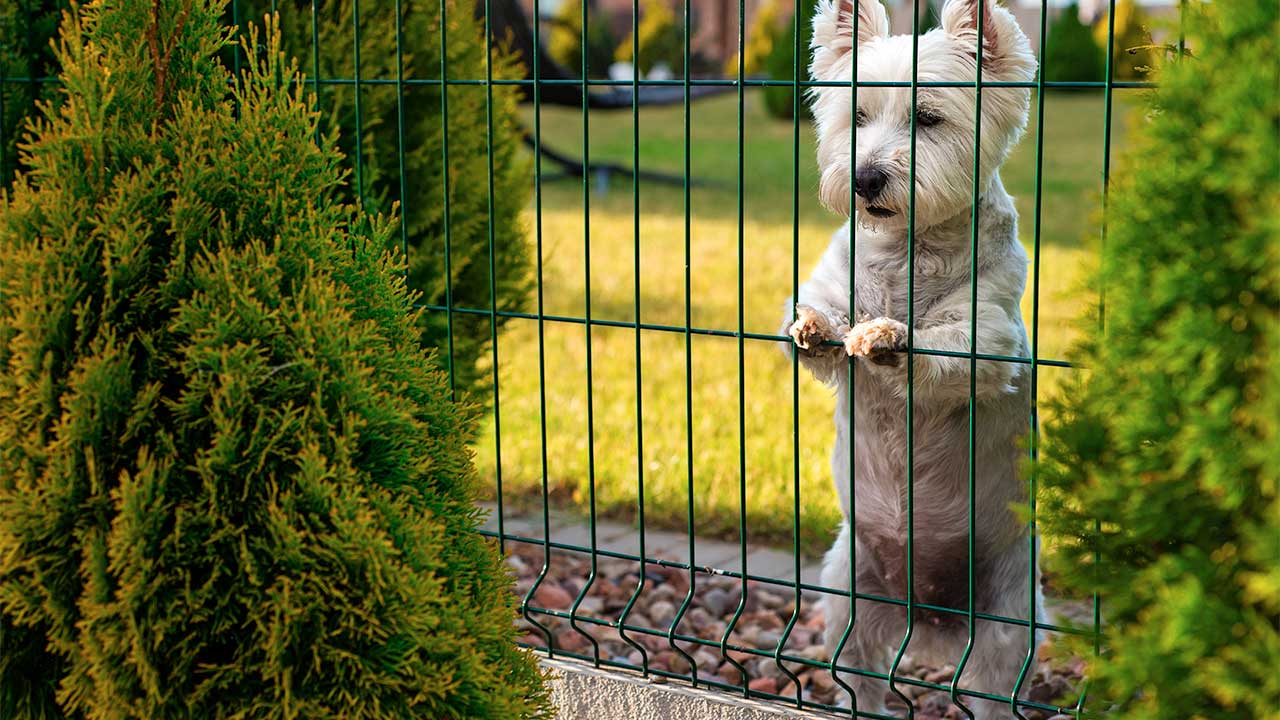 Cum să vă pregătiți casa pentru animalul de companie